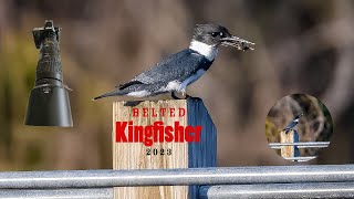 Belted Kingfisher The diving Bird Wildlife photography Nikon Z8 [upl. by Anitnahs]