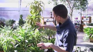 Caring for Dracaena Plants [upl. by Goebel779]