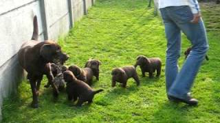 chiots labrador chocolat  lab puppies [upl. by Bubalo]