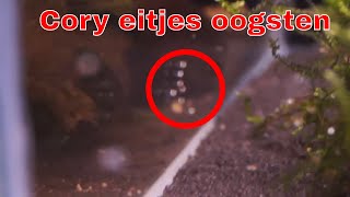 How to Corydoras eitjes oogsten en uit laten komen [upl. by Nayrb166]