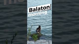 Balaton morning 🦆🦆lakebalaton balaton morningvibe vibe kacsa duck [upl. by Sonafets]