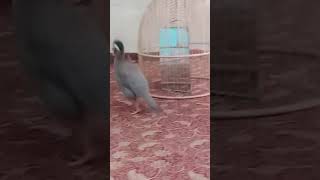 Masti Time chakor Bird Pakistan national bird remix bassboosted chakorkiawaz tikto chakorsound [upl. by Livesay]