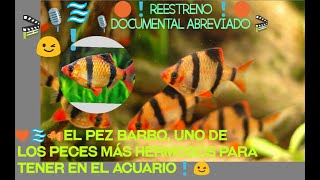 🔴🐠BARBO TIGRE BARBUS TETRAZONA 😉TODO LO QUE DEBES SABER DE ÉL 🐡 🎬REESTRENO 2021🎬 [upl. by Enrika912]