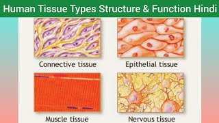 Human Tissue Types Structure Function amp Location Hindi  Types of Tissue  Classification of Tissue [upl. by Newman]