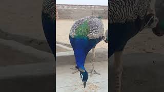 Peafowl Bird CallSounds peacock birds amazing shorts [upl. by Aimit337]