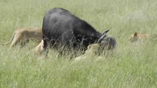 Attaque dun buffle par des lionnes KENYA Attack of a buffalo by lionesses [upl. by Ralat]