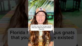 This destroys fungus gnats floridatips visitflorida floridadeals florida diy [upl. by Anavoj]