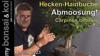 Bonsai 202351  Hainbuche  Carpinus betulus  Die Abmoosung der dicken Heckenhainbuche [upl. by Renrut]