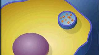 exocytosis animationavi [upl. by Nanette]