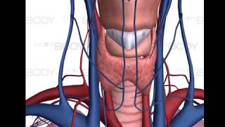 Thyroid Anatomy 3D Rotation with Narration [upl. by Nawud941]