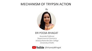 Mechanism of Trypsin Action [upl. by Charmian]