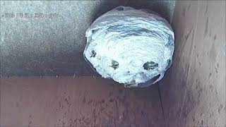 Timelapse wasp nest [upl. by Berri]