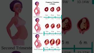 Pregnancy Trimesters in Weeks 😍🥰 embryo fetus share [upl. by Timms900]