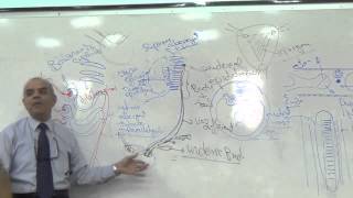 ◄╣ UG Block Lec1 DrJamal ♦ Development of The Kidney ╠► [upl. by Pollux]