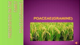 Poaceae Family Characteristics Gramineae [upl. by Cronin]