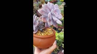 Suculenta Graptopetalum Superbum shorts [upl. by Moshe]