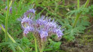 Phacelia tanacetifolia [upl. by Haym]