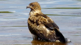 Australian Bird sounds at Kakadu National Park Northern Territory [upl. by Pinto100]