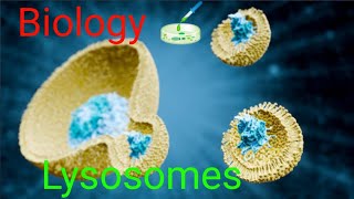 Lysosomes in Urdu Digestive system of the cell Suicide Bags biology class11 [upl. by Salkin]