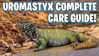 UROMASTYX CARE GUIDE How to care for Uromastyx Lizards [upl. by Etram]