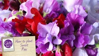 How To Grow Sweet Peas [upl. by Imehon]