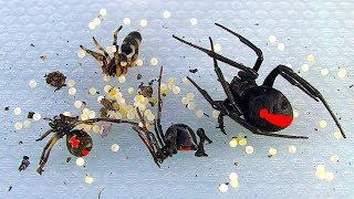 Redback Spiders Sunday Non Chemical BBQ Pest Control In Australia [upl. by Neesay]