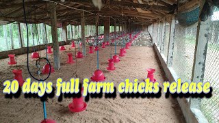 20 days full farm chicks release  Achievement life memory  full farm chicks placement [upl. by Lachman]