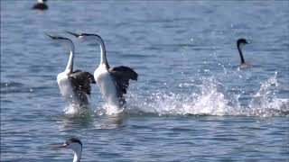 Courtship Dance of Clarks and Western Grebes [upl. by Weaks498]