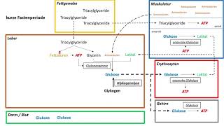 Stoffwechsel des Menschen  Was passiert beim Fasten  Eine Einführung für Medizinstudenten [upl. by Ajidahk]