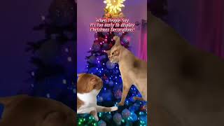 Cat Slapping Cat 🐈🎄 Holiday Edition [upl. by Sion]