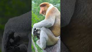 Proboscis Monkey  The Large Nose Monkey [upl. by Finzer309]