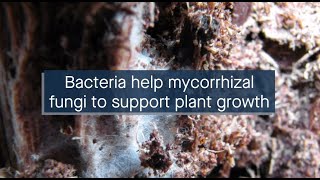 Bacteria help mycorrhizal fungi to support plant growth [upl. by Oiramed]