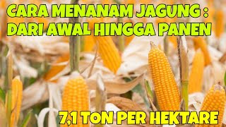 CARA MENANAM JAGUNG  DARI AWAL HINGGA PANEN JAGUNG PANEN JAGUNG PAKAN CAPAI 71 TON PER HEKTARE [upl. by Myk]