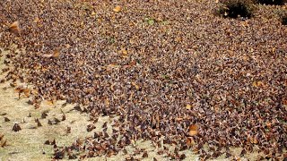 Magnificent Butterflies In The Mountain Of Mexico  NOVA [upl. by Butch]