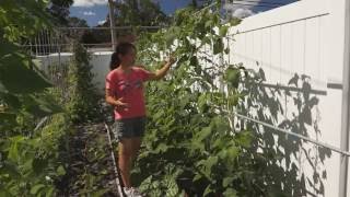 How to direct and prune long bean vines [upl. by Arihay418]