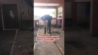 விநாயகரை நேரில் காணுங்கள் vinayagar கடவுளே [upl. by Ahcsrop]