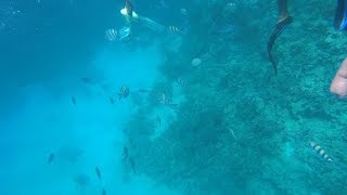 SJCAM SJ8 Pro sample  1080p 60fps  underwater3 [upl. by Nalyt]