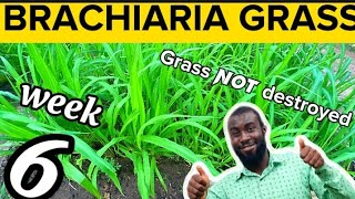 Week 6 How to Grow Brachiaria Grass  Mulato Grass The Best Feed For Livestock Farming [upl. by Ynamad]