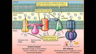 Fosforilação oxidativa [upl. by Hploda]