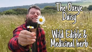 The Oxeye Daisy  A Bright Eyed Wild Edible amp Medicinal Herb 🌼Facts Folklore amp Identification [upl. by Alexio]