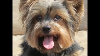 yorkierescuemecom [upl. by Suzanna]