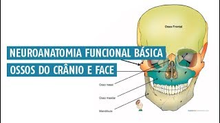 Resumo da anatomia dos ossos do crânio e face Neuroanatomia Funcional Básica [upl. by Atilal]