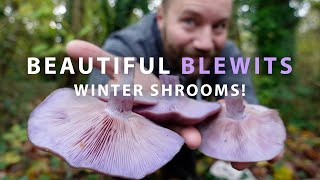 UK Winter Mushrooms  Wood Blewits [upl. by Alyahsal]