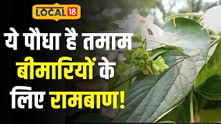 Dengue Malaria और Chikungunya जैसे तमाम बिमारियों में रामबाण है ये औषधि  Local18 [upl. by Ayekehs384]