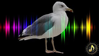 Seagull Chirping  Bird Call Sound Effect [upl. by Aurilia]