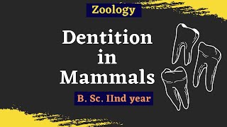 Dentition In Mammals  B Sc 2nd year  Zoology [upl. by Yblek]