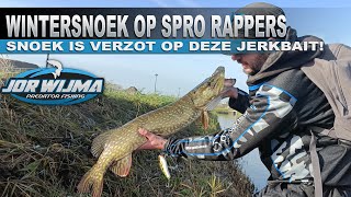 Wintersnoek op SPRO Rapper jerkbaits succes gegarandeerd [upl. by Eddie]