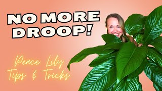 How to Care for your PEACE LILY Plant 🌱 [upl. by Ettigirb176]