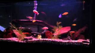 My 100g African Cichlid Tank with Fighting Chinese Algae eaters [upl. by Nitsid]