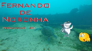 Mergulho Fernando de Noronha com direito a Tubarão [upl. by Nuoras708]